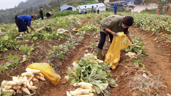 1ha củ cải thu được hơn 85 triệu đồng chỉ sau 2 tháng canh tác, giúp người dân Xín Mần thu nhập cao gấp 4 - 5 lần loại cây trồng khác. Ảnh: Hoàng Cảnh.