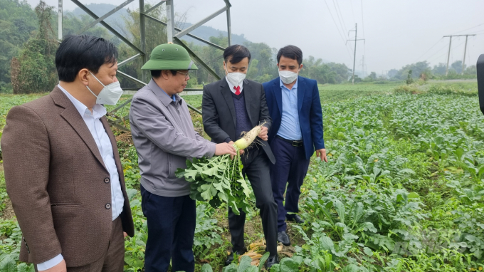 Huyện Xín Mần đã có chủ trương thu hút các doanh nghiệp lớn vào liên kết sản xuất, chế biến, xuất khẩu rau màu. Ảnh: Toán Nguyễn.