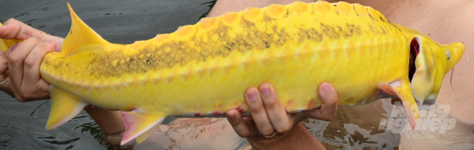 Cận cảnh con cá tầm có màu vàng quanh năm. Ảnh: NNVN.