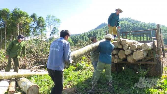 Thu hoạch rừng trồng tại huyện Chợ Đồn, tỉnh Bắc Kạn. Ảnh: Toán Nguyễn.