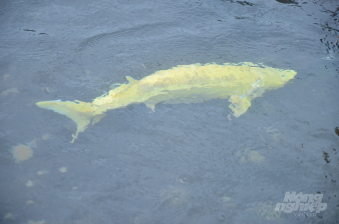 Dưới nước, màu vàng của cá tầm vẫn rất nổi bật. Ảnh: NNVN.