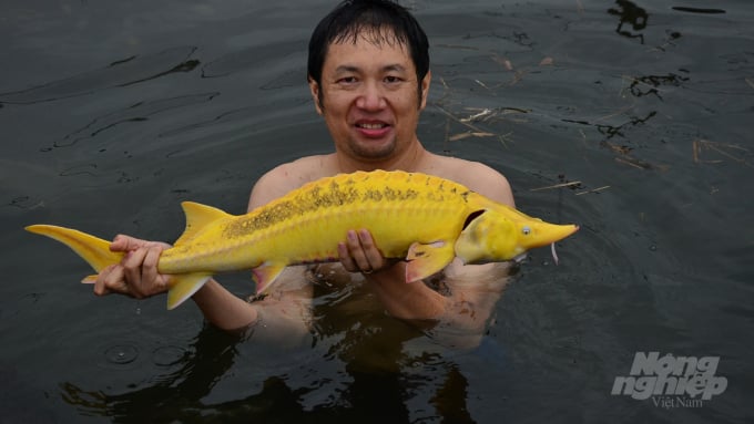 Con cá tầm có màu vàng sặc sỡ quanh năm. Ảnh: NNVN.