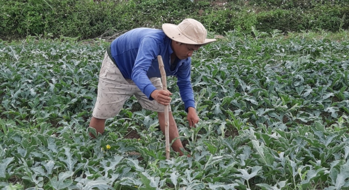 Anh Nguyễn Vạn tập trung chăm sóc vườn dưa để chuẩn bị cho thu hoạch. Ảnh: Tuấn Anh.