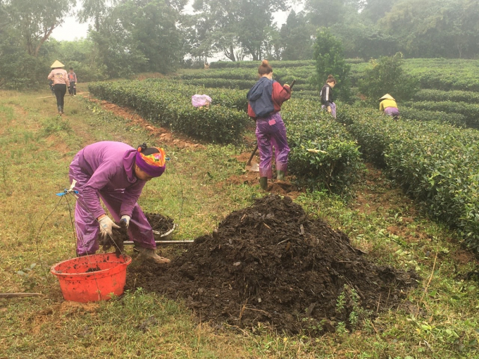 Nông dân huyện Kỳ Anh tập trung chăm sóc cây chè đón lộc. Ảnh: Nguyễn Hoàn.