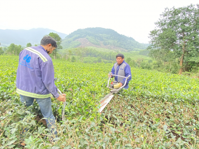 Năm nay, người dân đốn tỉa ngọn chè bằng máy mới, năng suất lao động cao hơn gấp 3 lần so với thủ công. Ảnh: Nguyễn Hoàn.