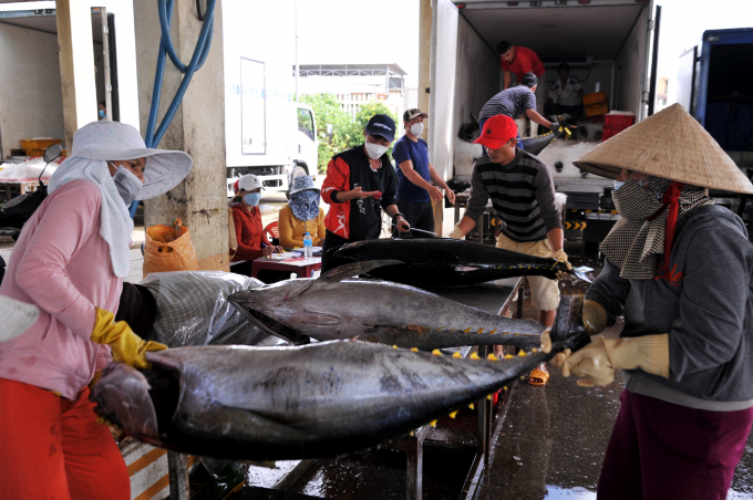Giá cá ngừ ở mức cao khoảng 145.000 đồng/kg nên ngư dân phấn khởi. Ảnh: AN.