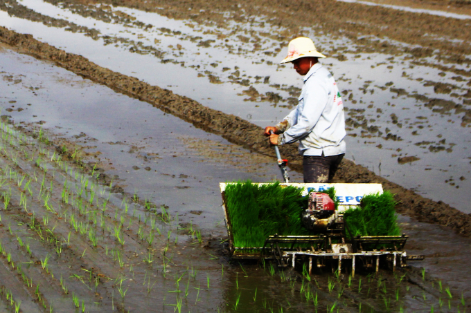  Máy cấy lúa được sử dụng trong quá trình canh tác lúa hữu cơ. Ảnh: Công Điền.