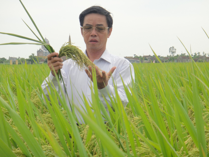 Anh hùng lao động, Chủ tịch HĐQT, Tổng Giám đốc Tập đoàn ThaiBinh Seed Trần Mạnh Báo đang thăm lúa trên cánh đồng.