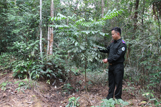 Anh Nguyễn Hồng Mạnh kiểm tra loài cây lim xanh được trồng bổ sung làm giàu rừng phòng hộ.