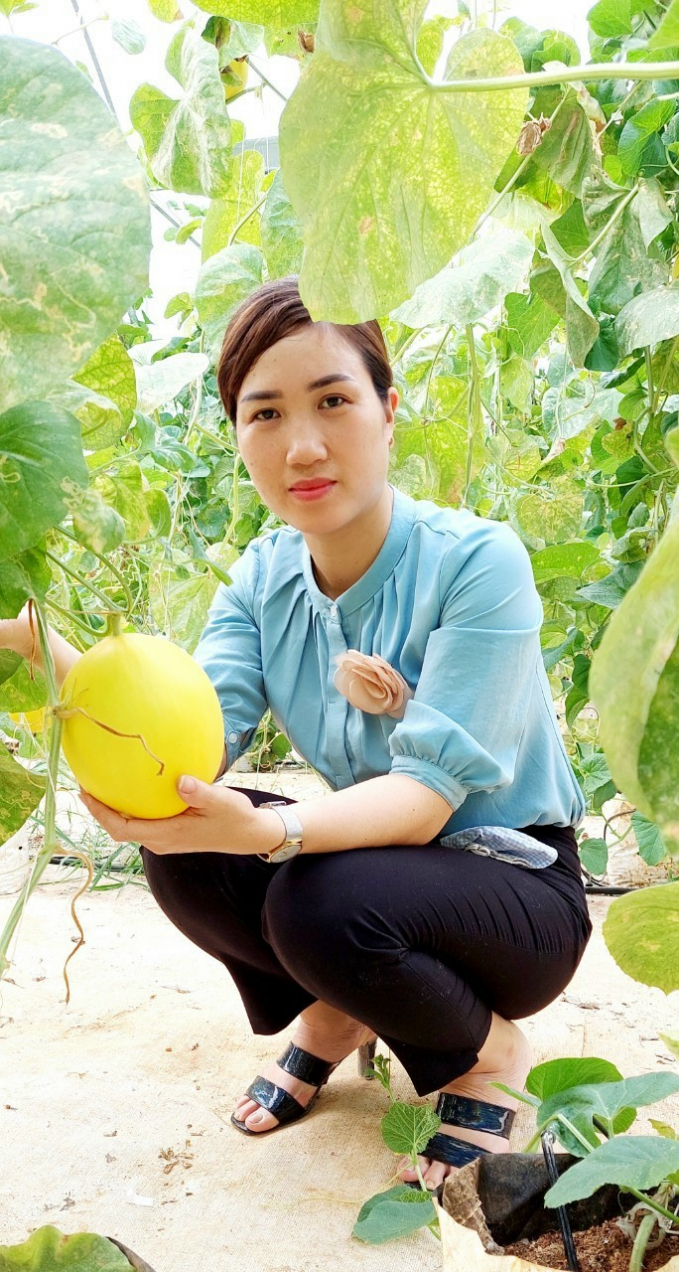 Mạnh dạn đầu tư nhà lưới trồng dưa lê Kim Cô Nương, chị Thu đã bước đầu thành công với sản phẩm đạt chất lượng, được khách hàng đánh giá cao. Ảnh: Lê Như Cương.