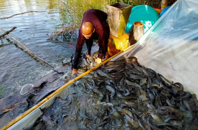 Phật tử tổ chức phóng sinh cá trê về kênh rạch trong Vườn Quốc gia Tràm Chim. Ảnh: Trọng Trung.