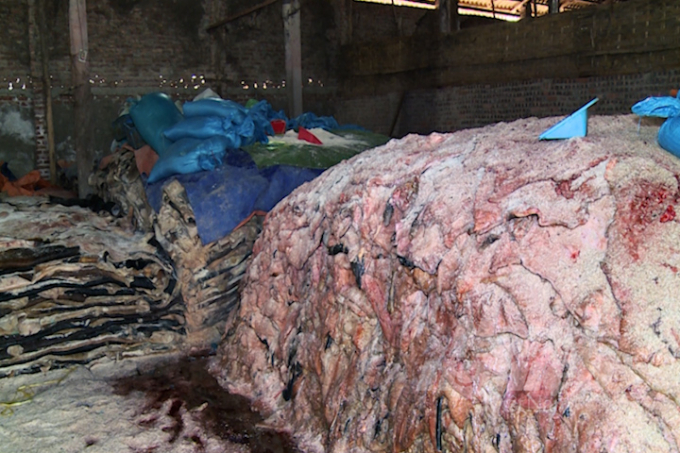 Xưởng chế biến da trâu, bò hoạt động trái phép của Công ty TNHH Quang Trung tại xã Ngọc Hồi, huyện Thanh Trì, Hà Nội. Ảnh: Minh Phúc.