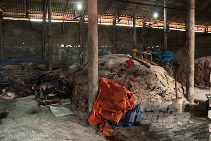 Khu xưởng chế biến da trâu, da bò của Công ty TNHH Quang Trung bốc mùi hôi thối nồng nặc. Ảnh: Minh Phúc.