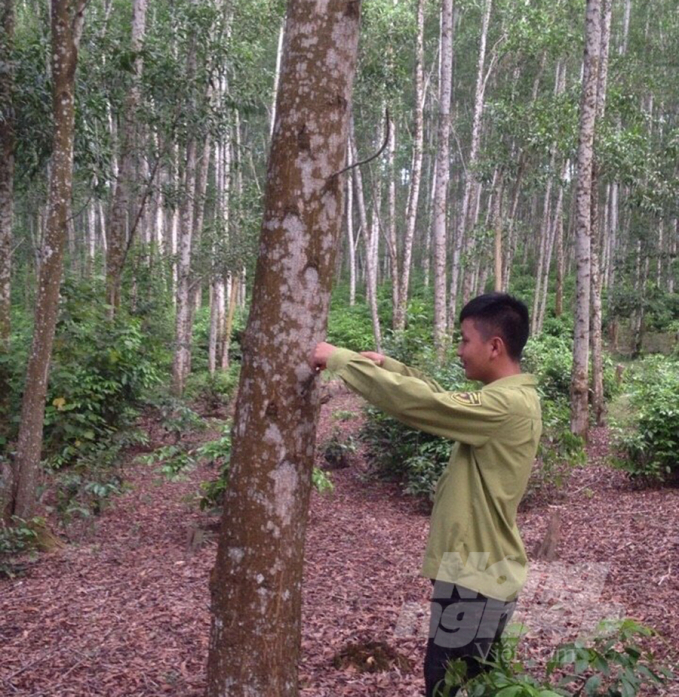 Nhờ có chiến lược dài hơi cho nguyên liệu gỗ lớn, người lao động của Công ty TNHH MTV Lâm Nông nghiệp Sông Hiếu vững tin, toàn tâm toàn ý gắn bó với nghề. Ảnh: Việt Khánh.