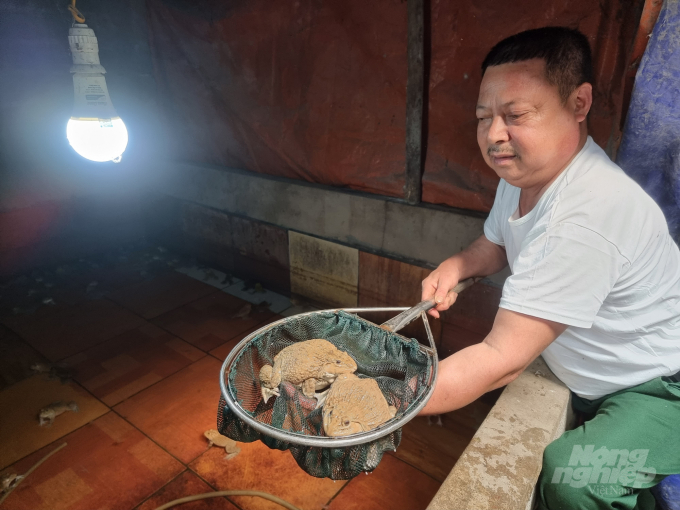 Những con ếch bố mẹ được ông Dũng lựa chọn có trọng lượng lên đên 500g/con. Ảnh: Toán Nguyễn.