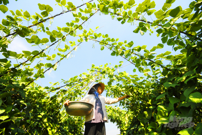 Sản xuất nông nghiệp đóng góp quan trọng trong việc xây dựng NTM của địa phương. Ảnh: Lê Hoàng Vũ.