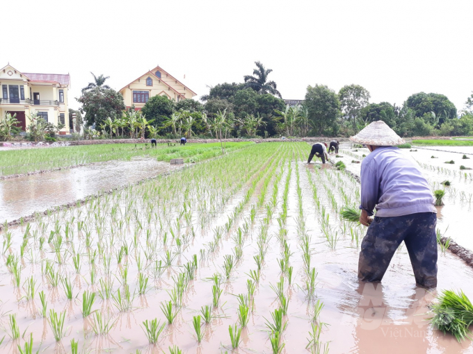 Cục Trồng trọt đề nghị các địa phương phía Bắc tập trung gieo cấy trước ngày 28/2. Ảnh: Mai Chiến.