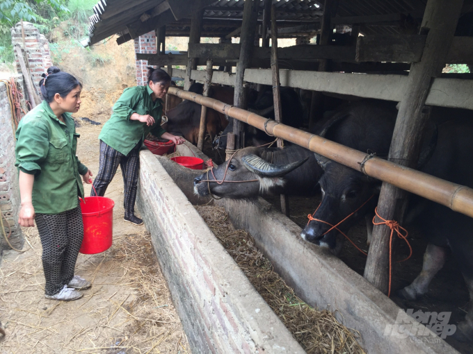 Chị Nguyễn Thị Tiên, xóm Hoàng Lạc, xã Đức Long, huyện Hòa An (Cao Bằng) nuôi nhốt trâu, bò nên đảm bảo sức khỏe đàn gia súc trong mùa rét. Ảnh: Công Hải.