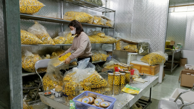Trà hoa vàng là sản phẩm OCOP nổi tiếng, góp phần tăng thu nhập cho người dân Ba Chẽ. Ảnh: Nguyễn Thành 