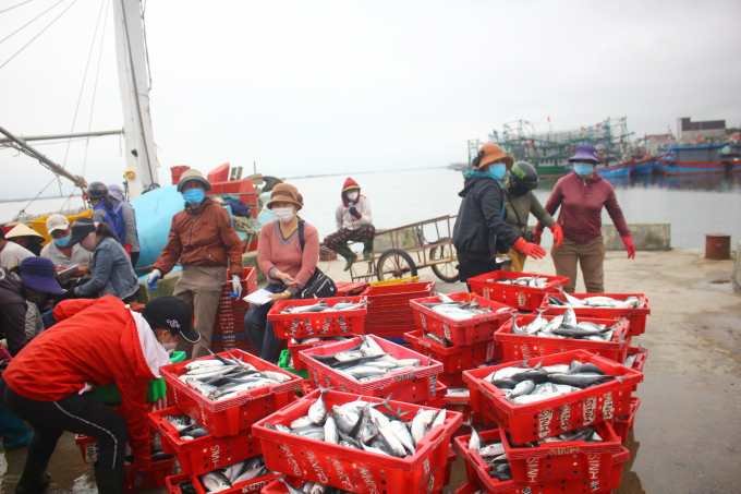 Nhiều tàu cá của tỉnh ngoài cập cảng cá Cửa Việt đầy ắp cá. Ảnh: CĐ.