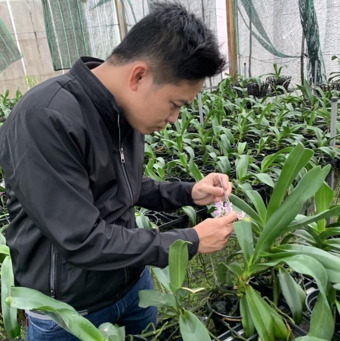 Mr. Le Duc Dung, Deputy Head of the Vegetables and Ornamental Trees Faculty of the ASISOV is pollinating to get seeds of dai chau orchid. Photo: V.D.T.