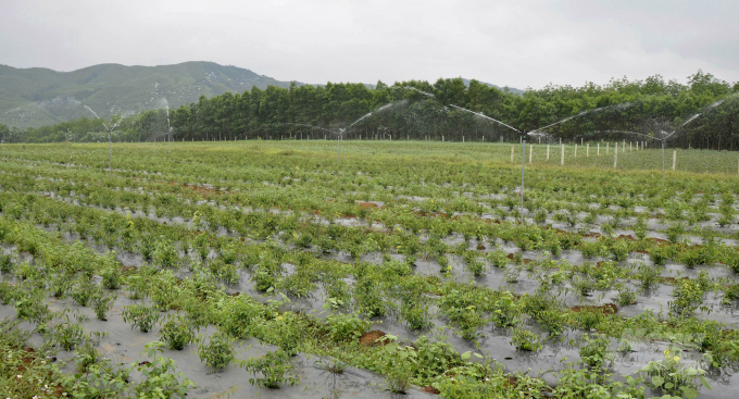 Mô hình trồng cây chè vằng tập trung theo hướng hữu cơ tại huyện Cam Lộ. Ảnh: CĐ.