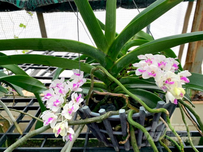 Dai chau orchid flowers are blooming right in the Tet (Lunar New Year). Photo: V.D.T.