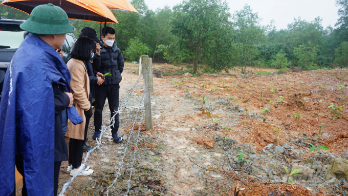 Field inspection for experimental cinnamon growing in Cam Lo district. Photo: CD.