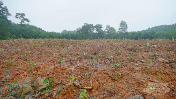 Theo kế hoạch, năm 2022 huyện Cam Lộ dự kiến trồng thí điểm cây quế với diện tích khoảng 100 ha. Ảnh: CĐ.