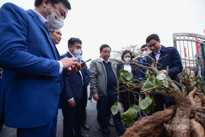 Bộ trưởng Lê Minh Hoan ấn tượng với chùm sắn dây nặng đến 150 kg của nông dân xã Bạch Đằng, thị xã Kinh Môn (Hải Dương). Ảnh: Tùng Đinh.