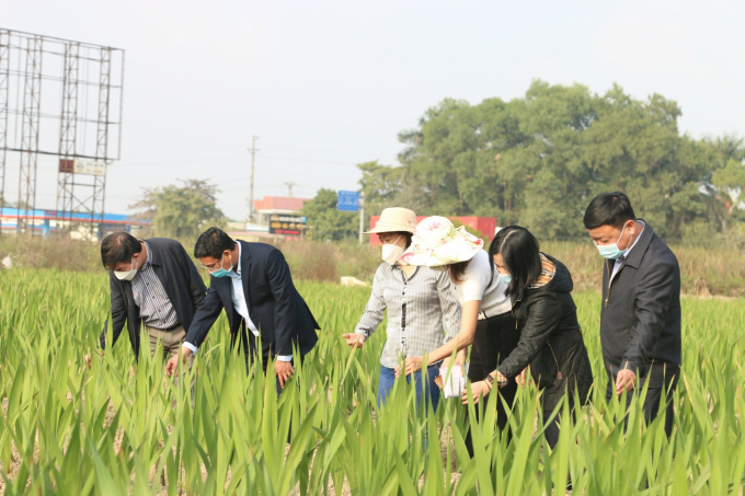 Huyện chuyển đổi diện tích sản xuất lúa năng suất thấp, kém hiệu quả sang trồng cây có hiệu quả kinh tế cao hơn. Ảnh: Đinh Mười.