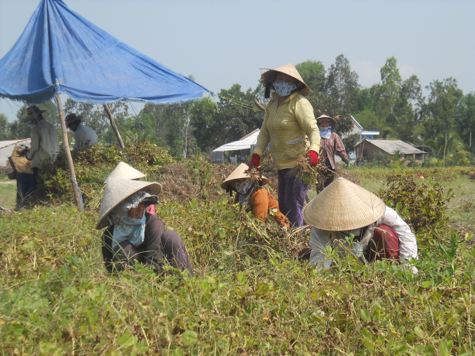 Nhiều diện tích đất lúa và cây trồng khó khăn về nước tưới, kém hiệu quả được nông dân chuyển sang trồng đậu phụng, cho thu nhập cao hơn nhiều lần trước đây. Ảnh: Trường Giang.