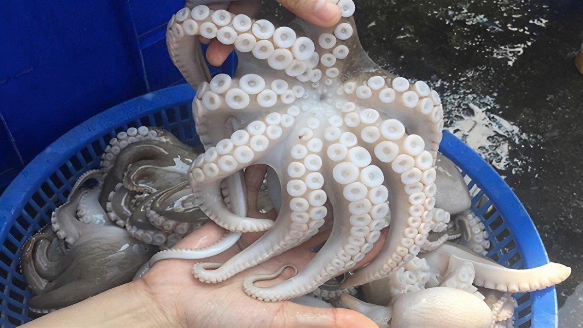 Vietnam is the biggest supplier of octopus of South Korea.