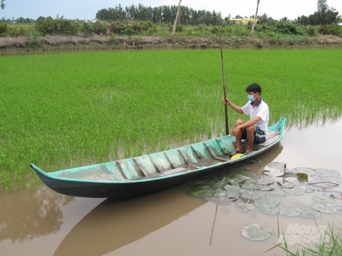 The shrimp-rice model is regarded as a sustainable, efficient, smart production adapting well to climate change. Photo: Trong Linh.