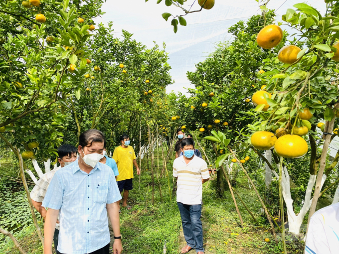 Quýt hồng Lai Vung là cây trồng mang lại giá trị kinh tế cao góp phần vào xây dựng nông thôn mới ở địa phương. Ảnh: Lê Hoàng Vũ.