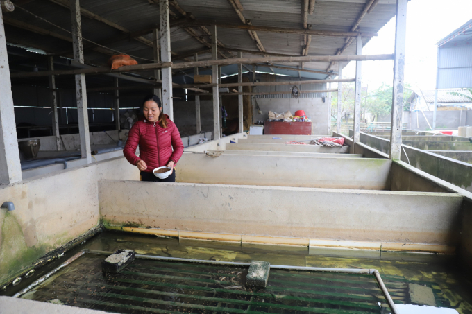 Việc thuần hóa lươn đồng của anh chị góp phần bảo vệ nguồn lợi lươn tự nhiên trên địa bàn Hà Tĩnh và các tỉnh lân cận. Ảnh: Thanh Nga.