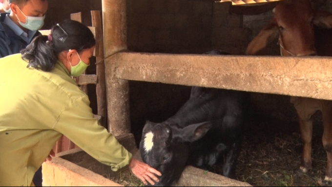 Quảng Trị sẽ tiếp tục đẩy nhanh việc lai hóa đàn bò trong thời gian tới. Ảnh: Phan Việt Toàn.