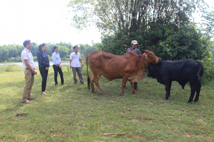 Thế hệ bê lai ra đời từ chương trình cải tạo đàn bò đã 'lột xác' về tầm vóc, khả năng sinh trưởng, chất lượng thịt. Ảnh: Phan Việt Toàn.