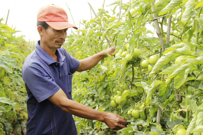 Vườn cà chua trồng giống TO 383 của hộ anh Nguyễn Mạnh Cường. Ảnh: Ngọc Thanh.