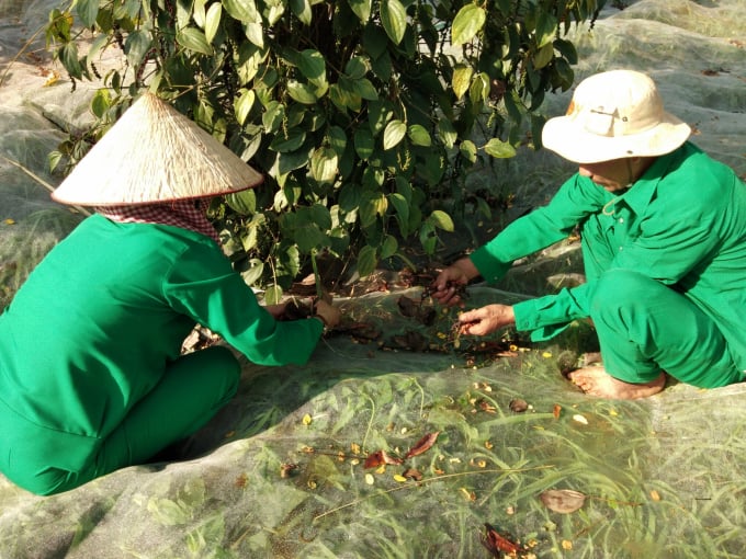 Lao động ngoài địa phương thu hoạch hồ tiêu tại HTX tiêu hữu cơ Lộc Quang huyện Lộc Ninh. Ảnh: Trần Trung.