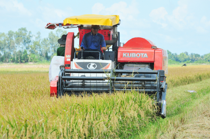 Huyện Phú Tân chủ trương đẩy mạnh liên kết sản xuất, tiêu thụ lúa với Tập đoàn Lộc Trời trong vụ đông xuân 2021 - 2022. Ảnh: NNVN.
