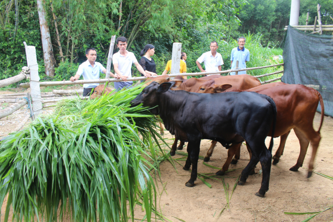 Sự đầu tư kịp thời về nguồn lực cho thụ tinh nhân tạo đã giúp Quảng Trị nhanh chóng bứt phá về chăn nuôi đại gia súc. Ảnh: Phan Việt Toàn.