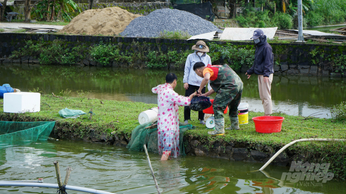 Trung tâm Giống thủy sản tỉnh Quảng Trị sẵn sàng 300 vạn con cá giống cho vụ nuôi cá nước ngọt 2022. Ảnh: CĐ.