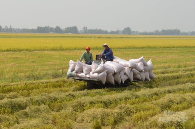 Các cánh đồng lớn được liên kết với các doanh nghiệp theo nhiều hình thức hợp đồng, đảm bảo lợi nhuận cao nhất cho người trồng lúa. Ảnh: Trung Chánh.