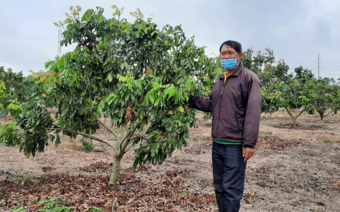 Ông Vũ Văn Tám là một trong những hộ gia đình có diện tích trồng nhãn lớn tại huyện Kông Chro. Ảnh: Đăng Lâm.