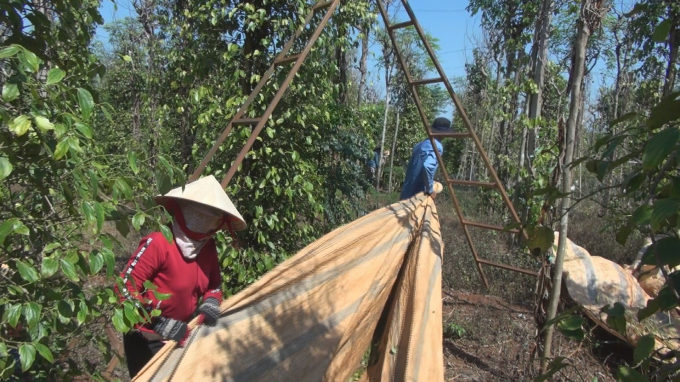 Đề án 'nông nghiệp sạch,' xây dựng thương hiệu và phát triển thị trường, các chính sách ưu đãi phát triển nông nghiệp công nghệ cao,...là giải pháp của thủ phủ hồ tiêu Bình Phước trong thời gian tới. Ảnh: Trần Trung.