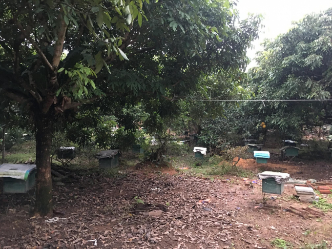 Nghề nuôi ong mật đang mở ra hướng đi mới cho thu nhập rất tốt với người dân vùng sườn đông Tam Đảo. Ảnh: ĐVT.