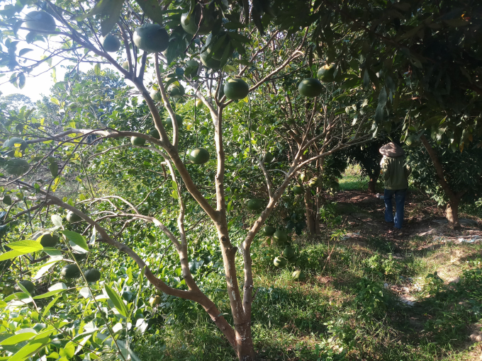 Cây cam cổ đang trồng ở trang trại của chị Đoàn Thị Hòa tại thôn Ngũ Lão, xã Quang Hưng, huyện Phù Cừ, tỉnh Hưng Yên. Ảnh: Thu Hương.