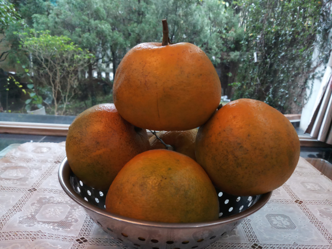 Những quả cam giống cổ của gia đình chị Đoàn Thị Hòa nặng đến 600gr. Ảnh: Thu Hương.