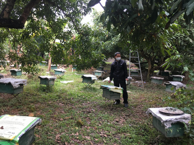 Đặc trưng vị trí địa lý và là vùng thâm canh cây ăn quả có diện tích lớn được người dân tận dụng để phát triển đàn ong mật. Ảnh: Đồng Văn Thưởng.